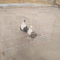 کله سفید|پرنده|خرمشهر, |دیوار