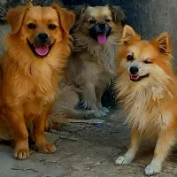 واگذاری سگ پاپی