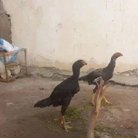 جوجه خروس ومرغ لاری