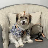 سگ نژاد تریر