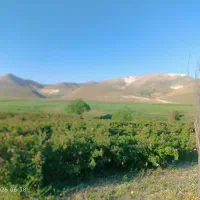 باغ-گل-محمدی-در-اردودر