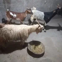 بز ابسن پاکستانی و اشکالی|حیوانات مزرعه|خورموج, |دیوار