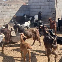 بز دو رگ دو قلو زا و میش دورگ چند تا دو قلو زا|حیوانات مزرعه|سیرجان, |دیوار