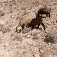 میش|حیوانات مزرعه|فیروزآباد (فارس), |دیوار