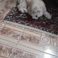 نژاد شیتزو تریر ماده|سگ|کرج, کرج نو|دیوار