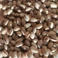 پسته فیض اباد