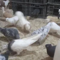 کبوتر|پرنده|سراوان, |دیوار