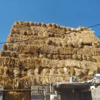 400بسته یونجه 800بسته چیمن