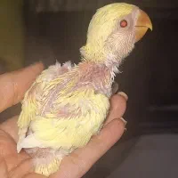 جوجه کوتوله برزیلی(سرلاکی،دونه خور)طوطی|پرنده|مشهد, آبکوه|دیوار
