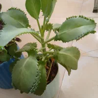 گل های زیبا