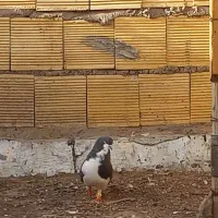 کبوتر نر شیرازی الماسی