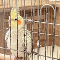 فروش عروس هلندی نر و بسیار باهوش به علت مهاجرت|پرنده|شیراز, معالی‌آباد|دیوار