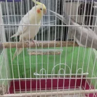 عروس هلندی