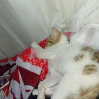 واگذاری رایگان|گربه|ارومیه, |دیوار