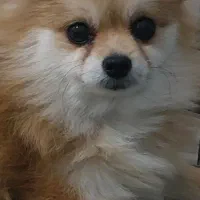 پامر روباهی ماده آماده جفتگیری