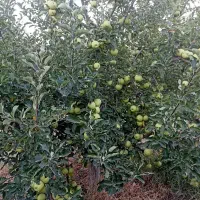 باغ-در-نزدیک-شهرستان-اهر-روستای-سرسبز-پسته-بیگ