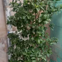 درختچه یاس هلندی