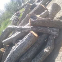 خریدار چوب و درخت و بیشه