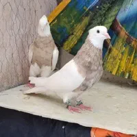 طوقی پنجاه جفت عطیقه