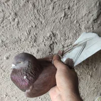 کفتر|پرنده|خمین, |دیوار