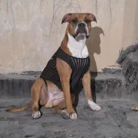 واگذاری رایگان توله پیتبول