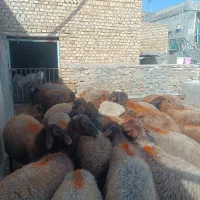 میش داشتی درجه یک ویک قوچ افشاری