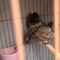 فنچ|پرنده|بندرعباس, |دیوار