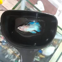 فایتر ماده آماده