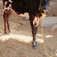 گاوابستن نزدیک زایمان وگوساله ماده