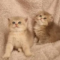 گربه در تمامی نژادها ( اسکاتیش پرشین بریتیش )|گربه|اهواز, کیانپارس |دیوار