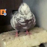 کفتر بسیار پرشی معاوضه با یک جفت شازده قرمز|پرنده|اسلام‌شهر, شاطره|دیوار