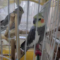 عروس هلندی نر و ماده با قفس و اسباب بازی|پرنده|قرچک, شهرک طلائیه|دیوار