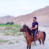 اسب یورقه