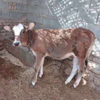 دو عدد گوساله ماده نژاد دار|حیوانات مزرعه|دره شهر, |دیوار