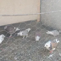 ۲۲ عدد پلاکی پرشی|پرنده|خواف, |دیوار