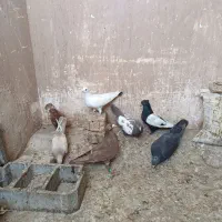 کبوتر|پرنده|شیراز, قلعه نو|دیوار