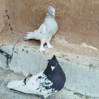 نرماده کله|پرنده|شیراز, درکی|دیوار