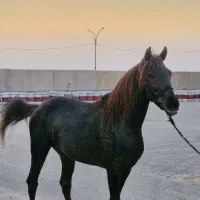 اسب|اسب و تجهیزات اسب‌سواری|چمران, |دیوار