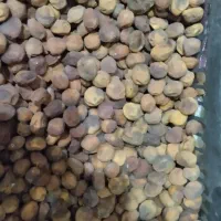 زردآلو تازه امسال|خوردنی و آشامیدنی|انگوران, |دیوار