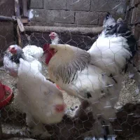 فروش مرغ و جوجه برهما و سسار،،و دستگاه جوجه کشی