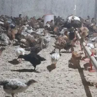 جوجه خروس ۳۷ روزه ۴۰۰ گرمی|حیوانات مزرعه|دابودشت, |دیوار