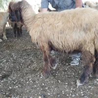 بزمیش