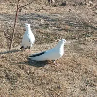 کبوتر دمبی|پرنده|مرند, |دیوار