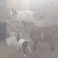 بز.،‌.|حیوانات مزرعه|فردوس (خراسان), |دیوار