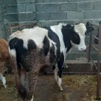 گاو نر هلشتین