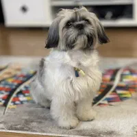 سگ شیتزو گمشده