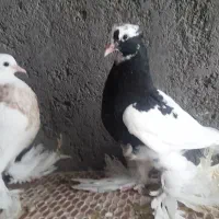 کبوترطوقی پاپرسلطنتی