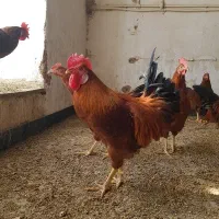 کود خروس و کاسرک