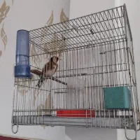 سهره نر ۴ساله