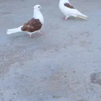 پرنده|پرنده|مینودشت, |دیوار